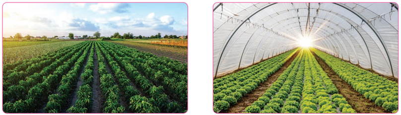 خضراوات صيفية أو شتوية