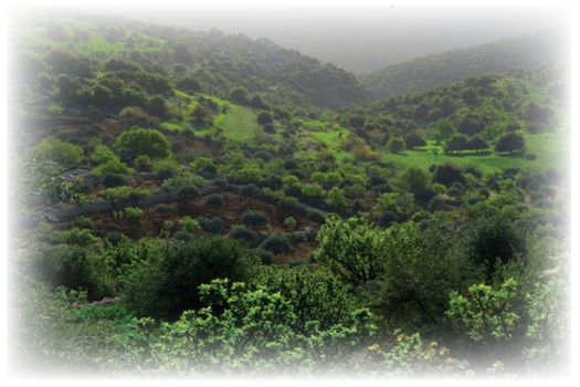 الأشجار الحرجية