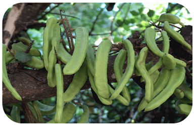 شجرة الخروب