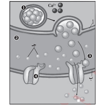 انتقال السيال العصبي في منطقة التشابك العصبي