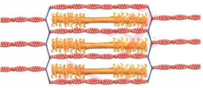 قطعة عضلية منقبضة