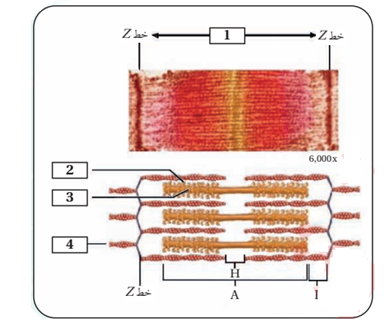 صورة بالمجهر الإلكتروني لجزء من اللييف في العضلات المخططة