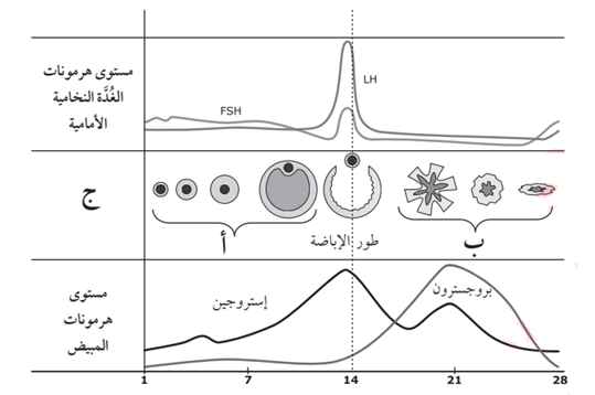 التغيرات في دورة شهرية