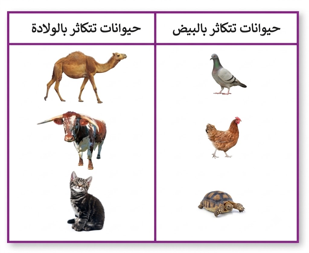 خصائص الكائنات الحية