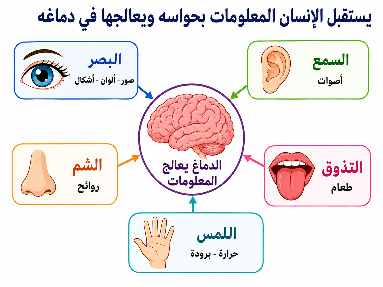 الحواس الخمس