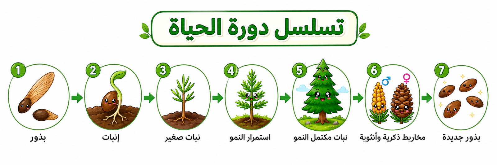تسلسل دورة الحياة للنباتات البذرية مغطاة البذور