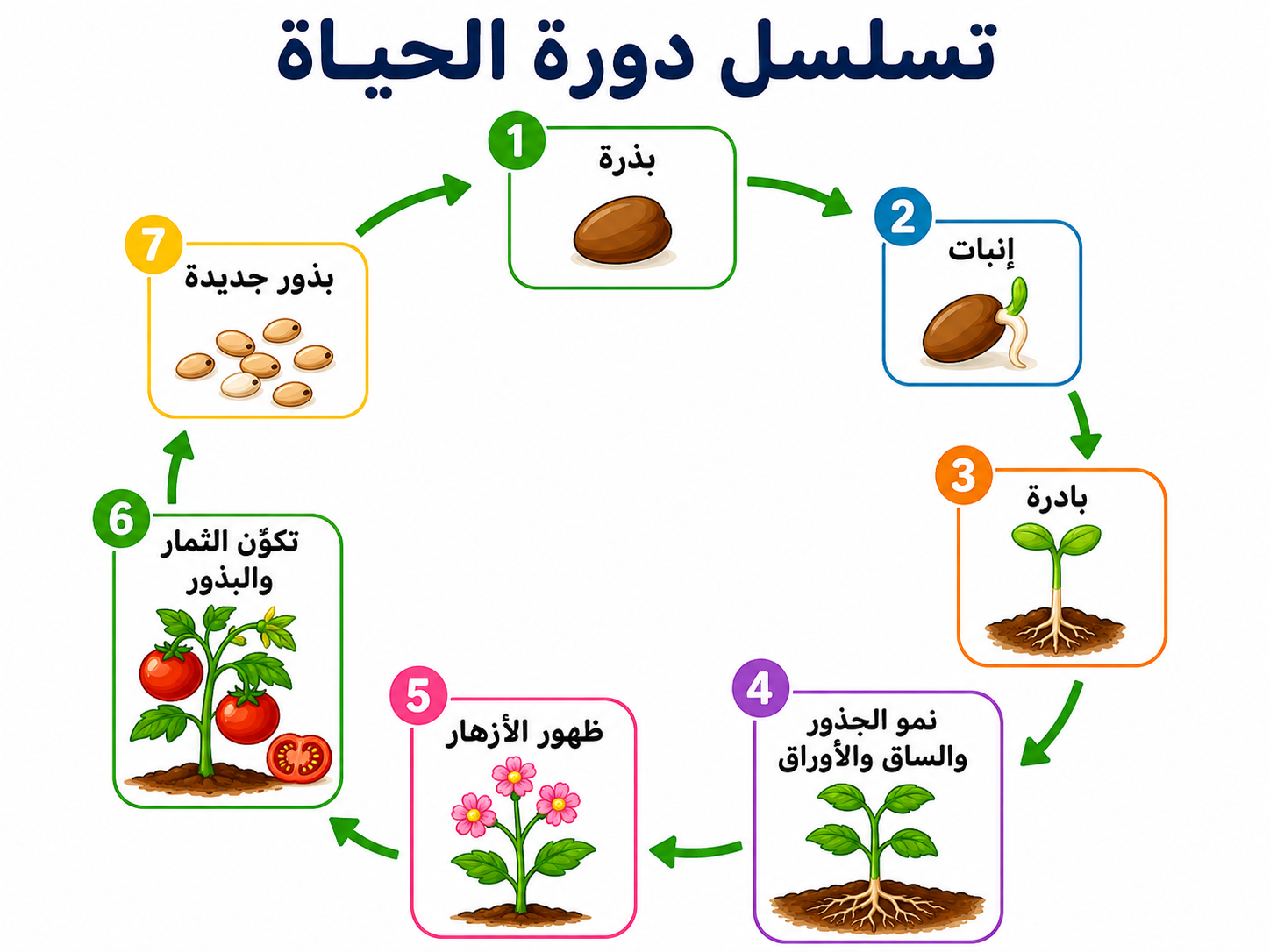 تسلسل دورة الحياة للنباتات البذرية مغطاة البذور