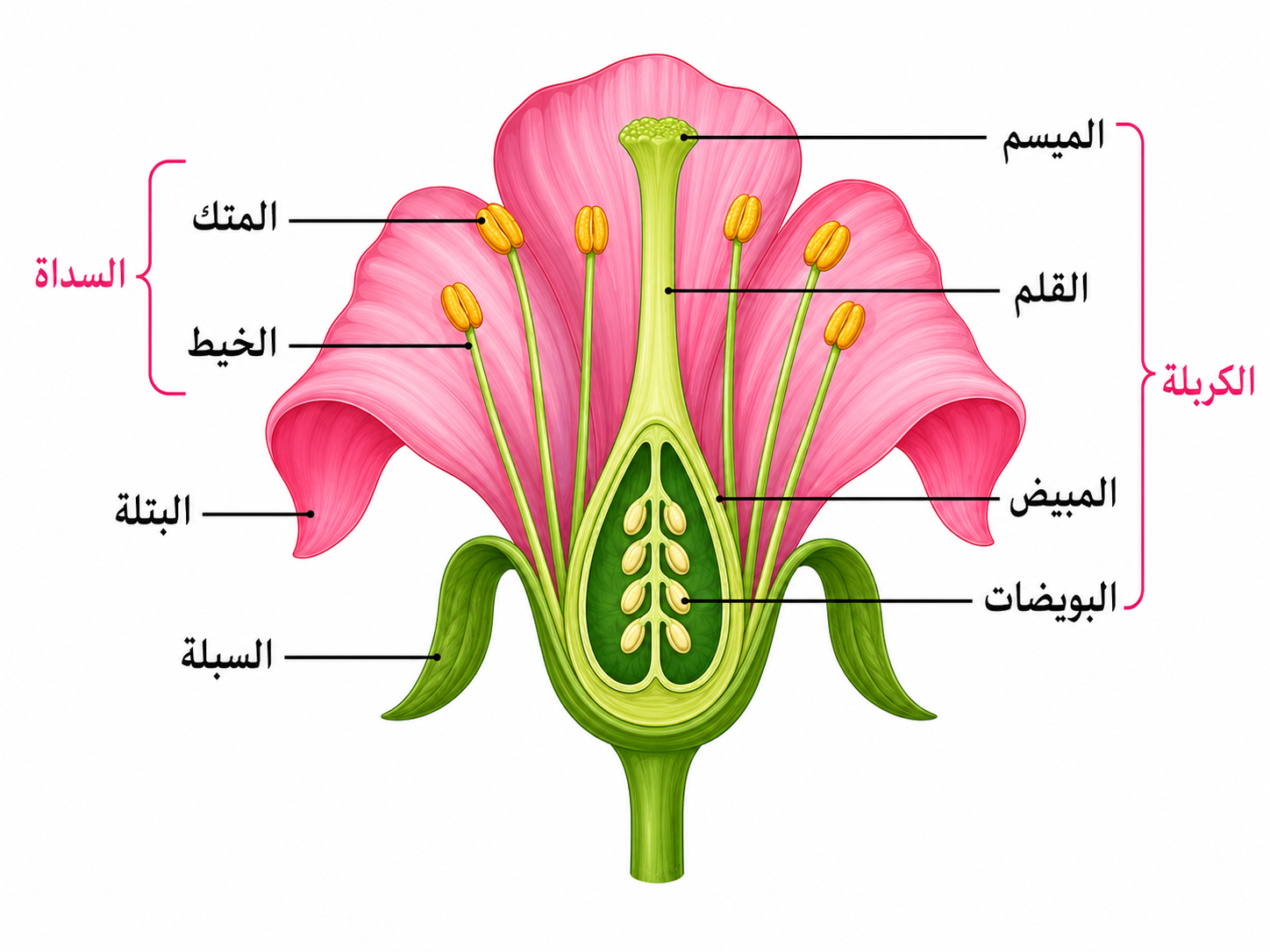 أجزاء الزهرة