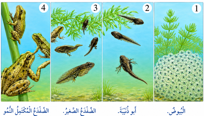 مراحل دورة حياة الضفدع