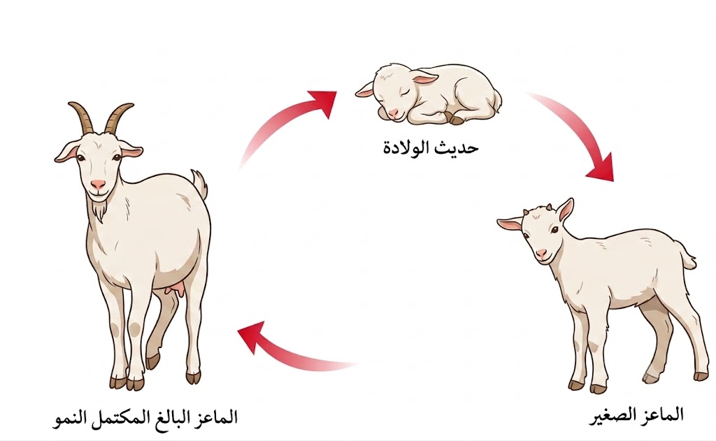 دورة حياة الماعز