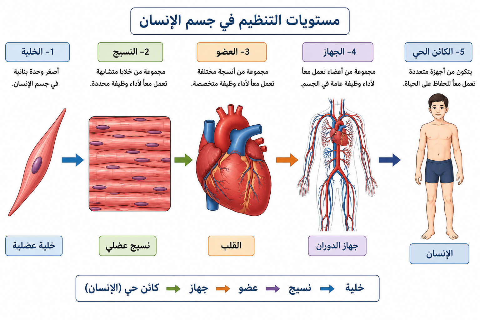 مستويات التنظيم في جسم الإنسان مستويات التنظيم في جسم الإنسان