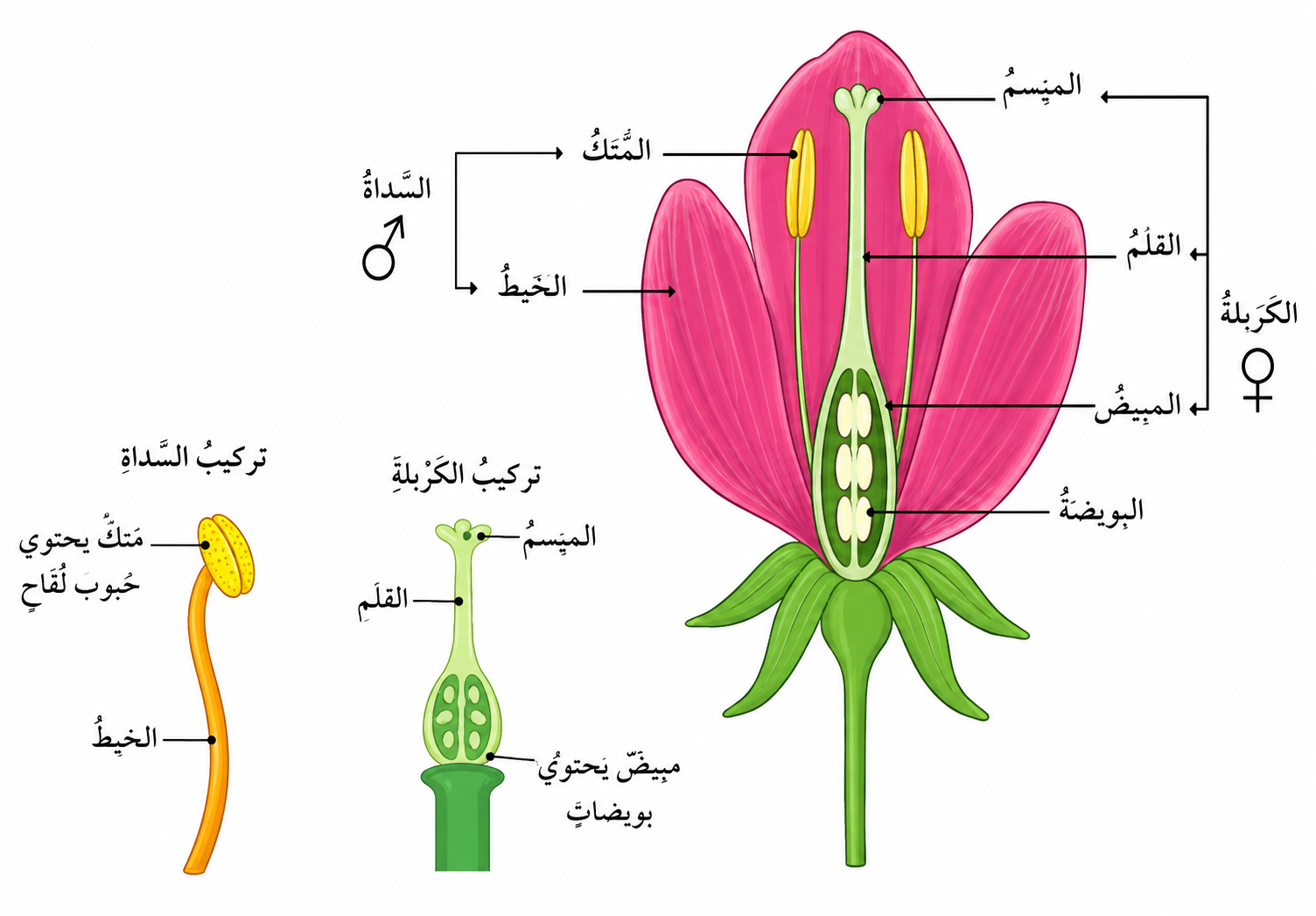 تركيب الزهرة تركيب الزهرة