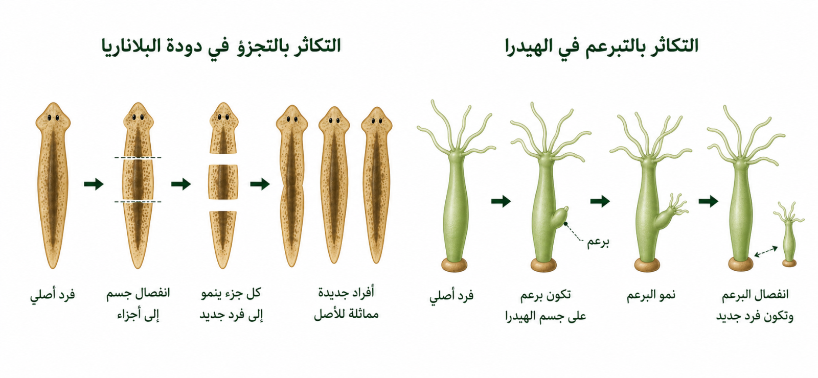 التكاثر في البلاناريا والهيدرا