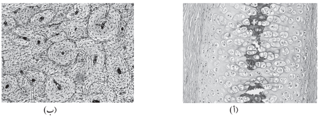 نوعين من الأنسجة الضامة المتخصصة نوعين من الأنسجة الضامة المتخصصة