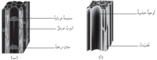 نوعين من الأنسجة الوعائية في النباتات نوعين من الأنسجة الوعائية في النباتات