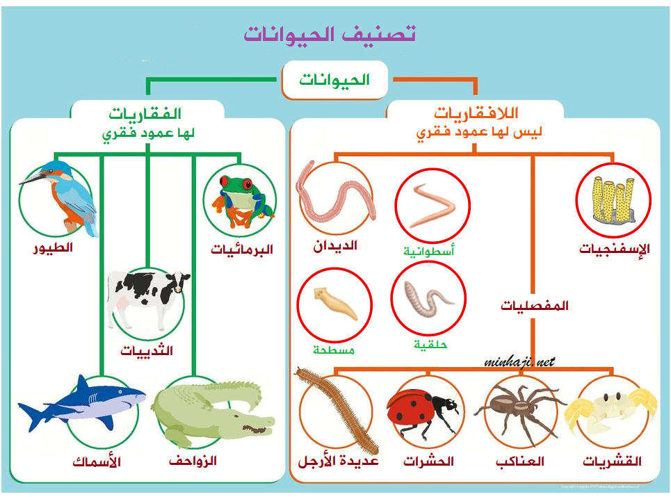 منهاجي - تصنيف الحيوانات